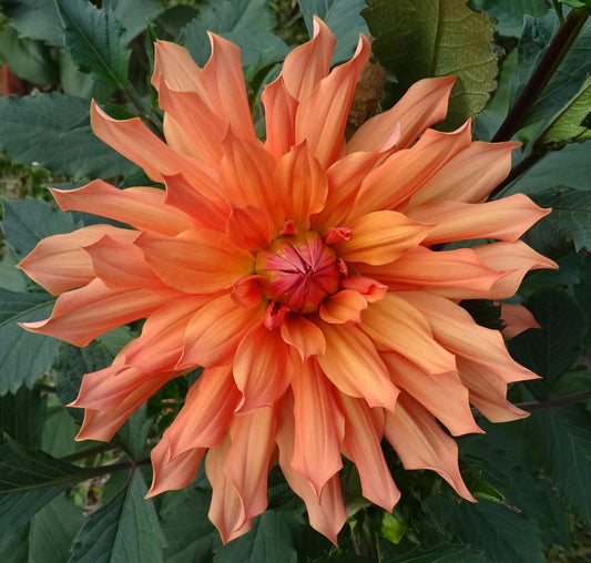 “Center-facing close-up of Babylon Bronze Dahlia showcasing layered petals in rich copper and peach tones — Blue Buddha Farm.”