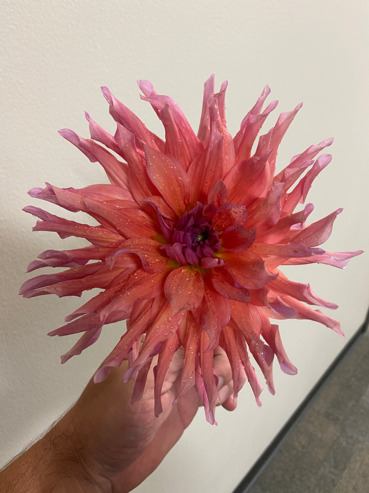 “Close-up of Belle of Barmera Dahlia covered in delicate morning dew drops, showcasing coral and peach ruffled petals glistening in soft light — Blue Buddha Farm.”