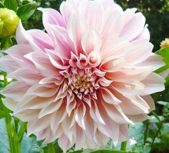 dahlia seeds cafe au lait Cafe Au Lait Dahlia