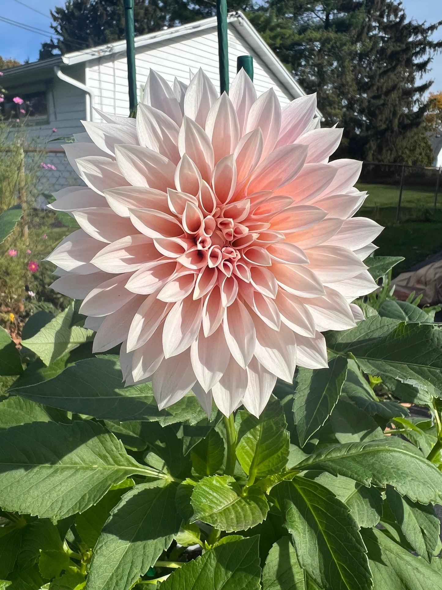 “Soft and romantic Café au Lait Dinnerplate Dahlia in full bloom, featuring layered petals in creamy blush and pale peach tones glowing in natural light.”
