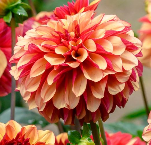 Creme de Cognac Decorative Dahlia - Blue Buddha Farm