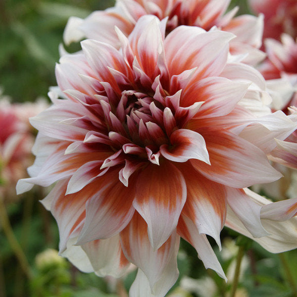 Frost Nip Dinnerplate Dahlia - Blue Buddha Farm