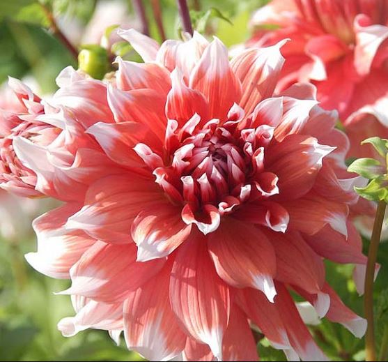 Frost Nip Dinnerplate Dahlia - Blue Buddha Farm
