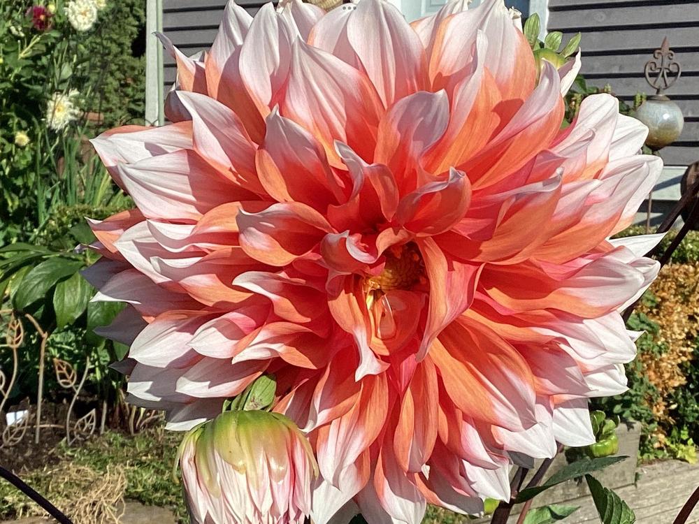 Frost Nip Dinnerplate Dahlia - Blue Buddha Farm