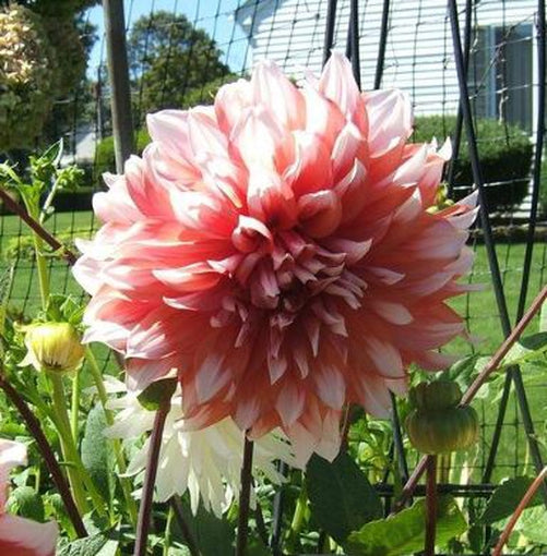Frost Nip Dinnerplate Dahlia - Blue Buddha Farm