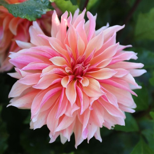 “Labyrinth Dinnerplate Dahlia – large coral and pink flower with ruffled, twisted petals, premium bulbs from Blue Buddha Farm.”
