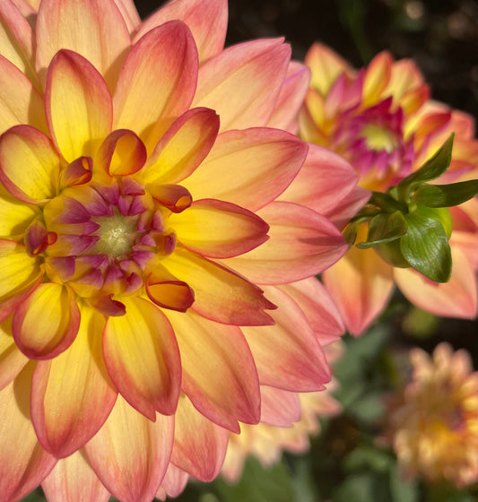 Melody Dora Decorative Dahlia - Blue Buddha Farm