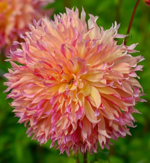 “Vibrant Myrtle’s Folly Dahlia glowing in the sunlight, with delicate twisted petals in shades of pink, coral, and gold radiating warmth — Blue Buddha Farm.”