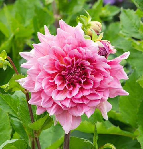 Otto's Thrill Dinnerplate Dahlia - Blue Buddha Farm