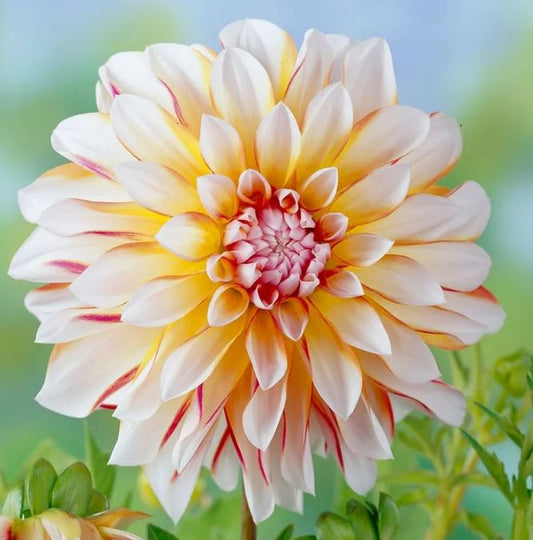 Peaches and Cream Dinnerplate Dahlia - Blue Buddha Farm