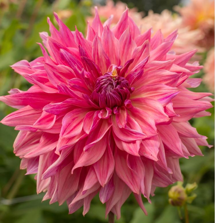 “Penhill Dark Monarch Dahlia close-up – large plum and rose-toned flower with ruffled petals glowing, grown at Blue Buddha Farm