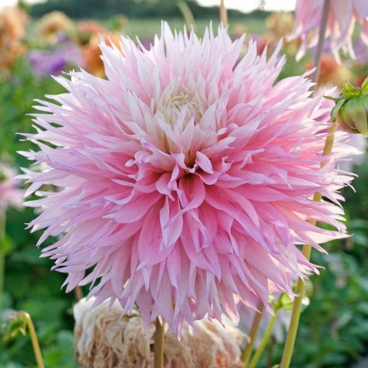 Close-up of Pinelands Princess Dahlia showcasing its large, layered petals in delicate blush tones, ideal for cut flower arrangements.