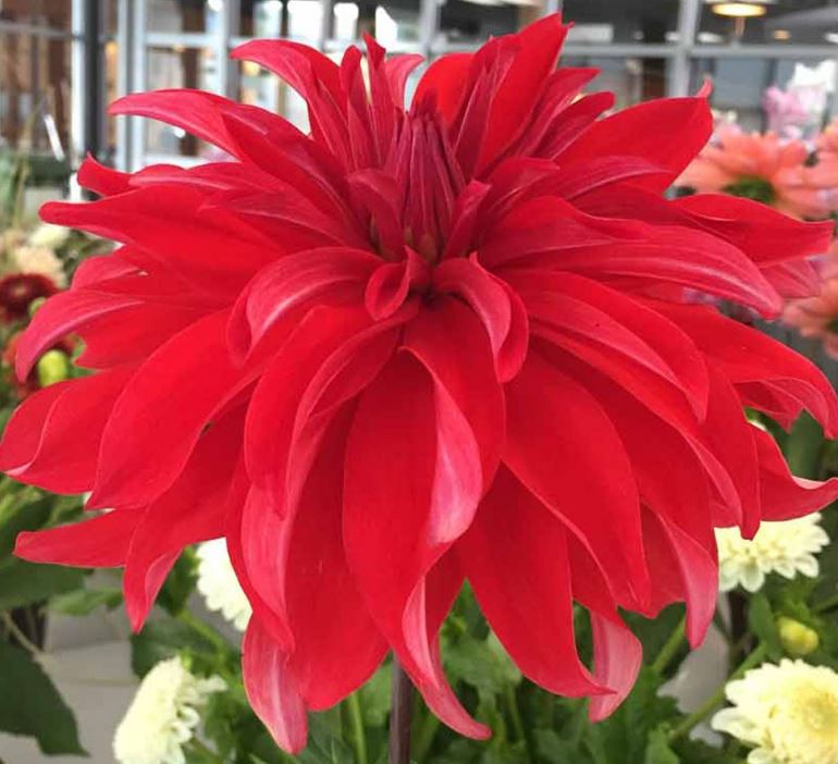Red Labyrinth Decorative Dahlia - Blue Buddha Farm