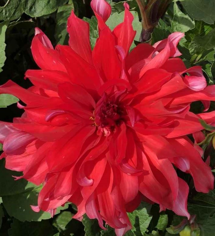 Red Labyrinth Decorative Dahlia - Blue Buddha Farm