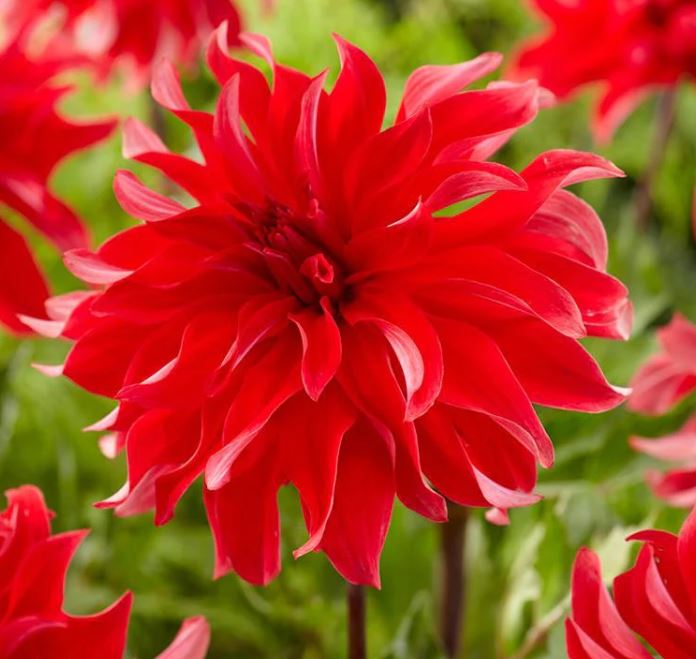 Red Labyrinth Decorative Dahlia - Blue Buddha Farm