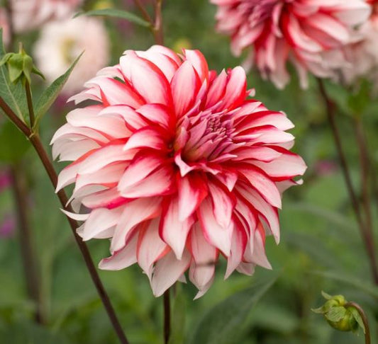 Santa Claus Dinnerplate Dahlia - Blue Buddha Farm