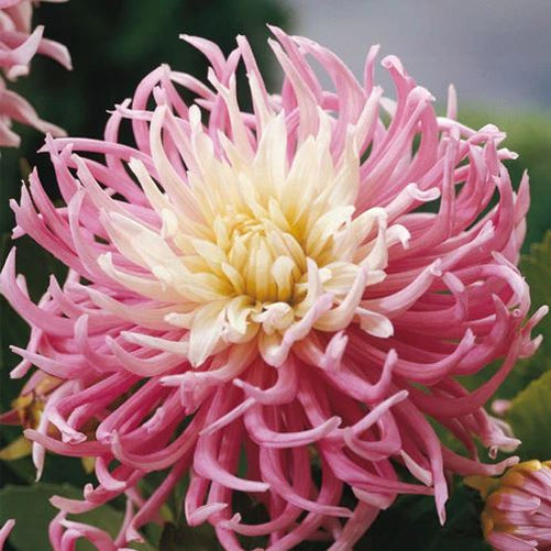 Stars Favorite Cactus Dahlia - Blue Buddha Farm