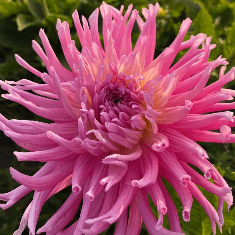 Stars Favorite Cactus Dahlia - Blue Buddha Farm