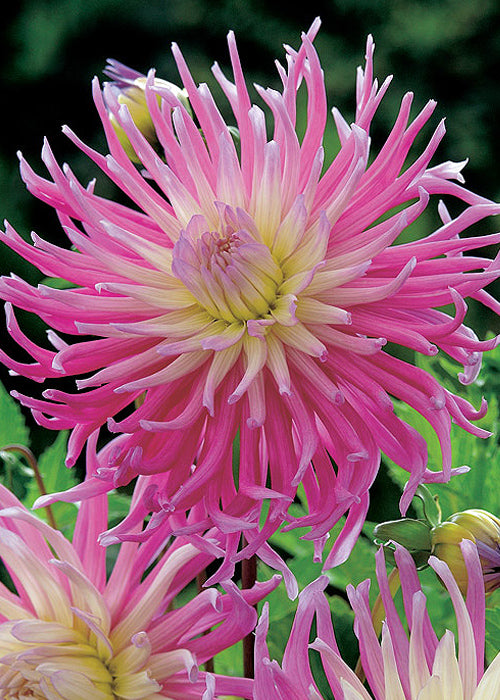 Stars Favorite Cactus Dahlia - Blue Buddha Farm