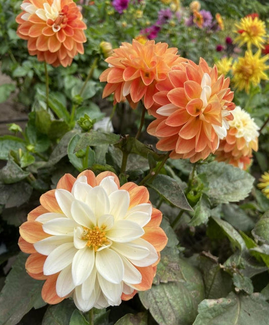 Tangerine Sorbet Decorative Dahlia - Blue Buddha Farm