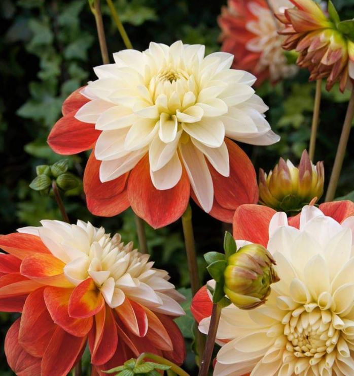 Tangerine Sorbet Decorative Dahlia - Blue Buddha Farm