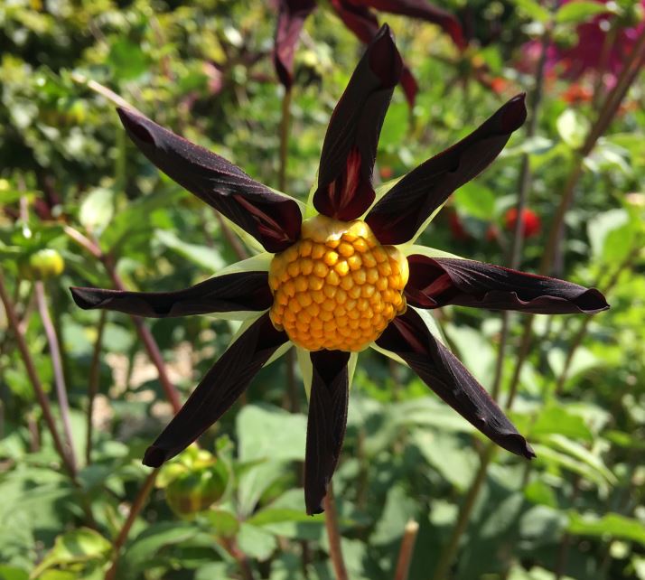 Verrones Obsidian Orchid Dahlia - Blue Buddha Farm