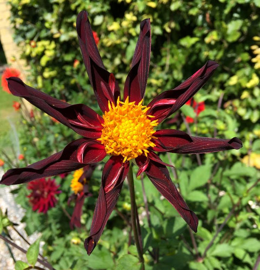 Verrone’s Obsidian Dahlia glowing in the sun, with twisted dark petals showing rich tones of black and bronze — Blue Buddha Farm