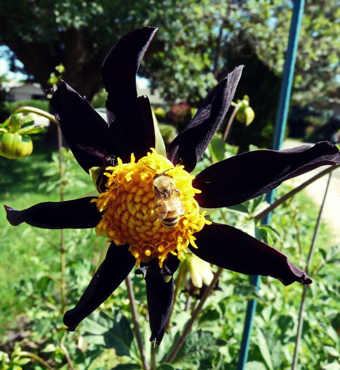Verrones Obsidian Orchid Dahlia - Blue Buddha Farm