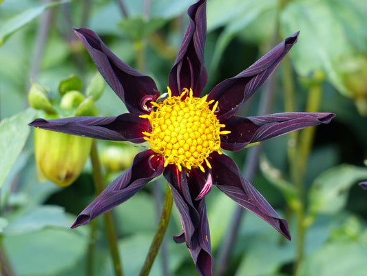 Verrone’s Obsidian Dahlia in full bloom, showcasing deep black petals with hints of burgundy and bronze in cactus form — Blue Buddha Farm