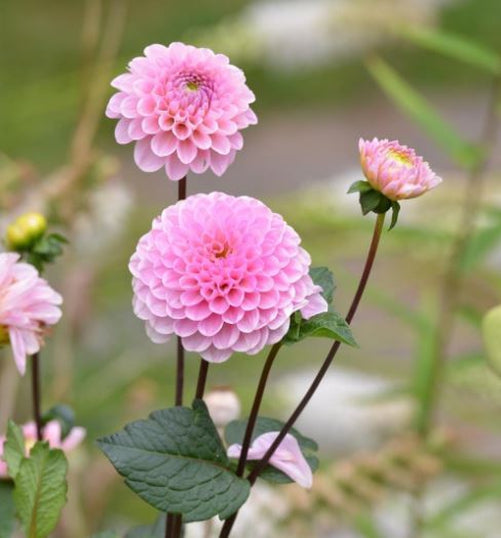 “Wizard of Oz Ball Dahlia with honeycombed, cotton candy pink blooms about 4 inches wide — grown with care at Blue Buddha Farm.”