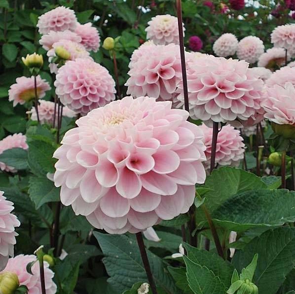 Wizard of Oz Ball Dahlia - Blue Buddha Farm