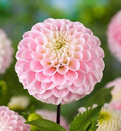 Wizard of Oz Ball Dahlia - Blue Buddha Farm