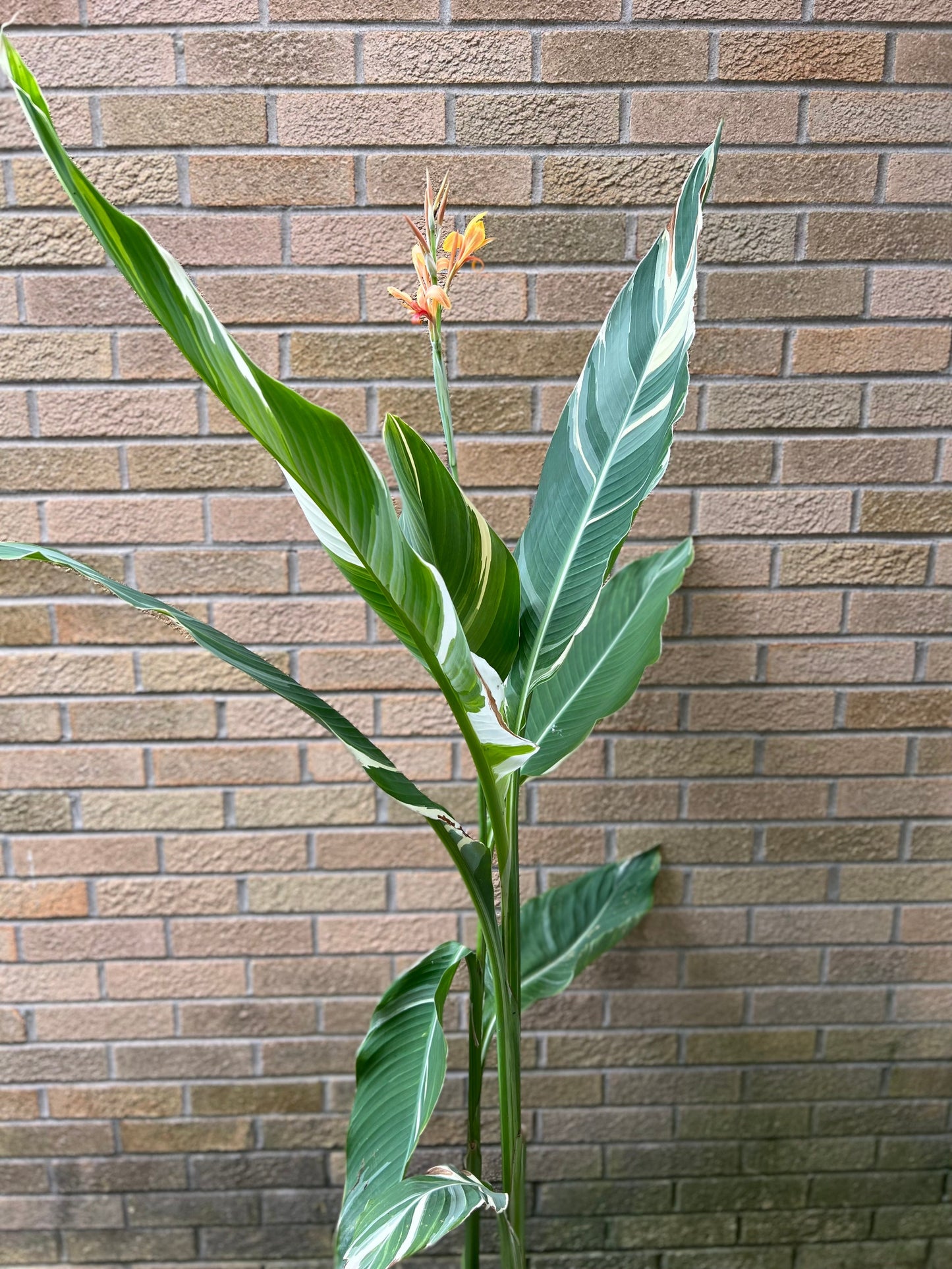 “Single Stuttgart Canna Lily standing tall against a garden wall, showcasing large green and white variegated leaves — Blue Buddha Farm.”