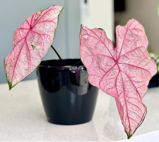 'Fannie Munson' Caladium – Lush Purplish Pink & Green Elegance(2 Bulbs) - Blue Buddha Farm