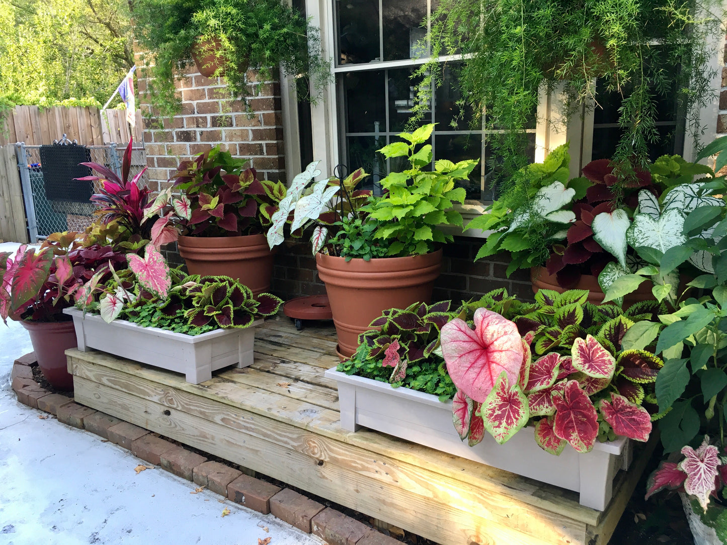 Mixed caladium bulbs producing colorful tropical foliage with striking patterns and lush textures.