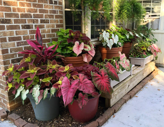 Caladium mix showcasing strap and fancy leaf varieties in a range of vivid hues and variegated designs.