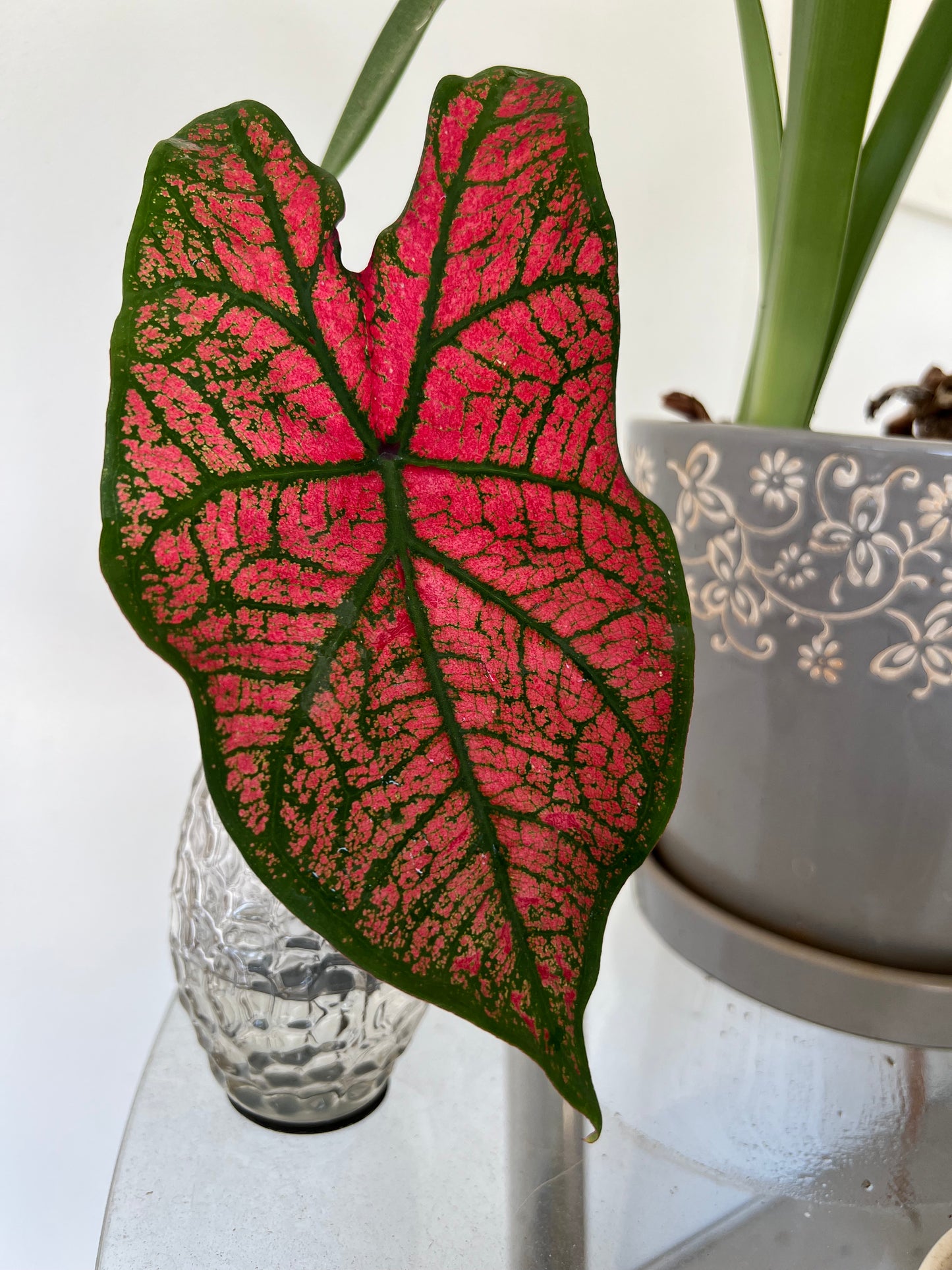 'Festivia' Caladium – Radiant Rose Splendor(2 Bulbs) - Blue Buddha Farm