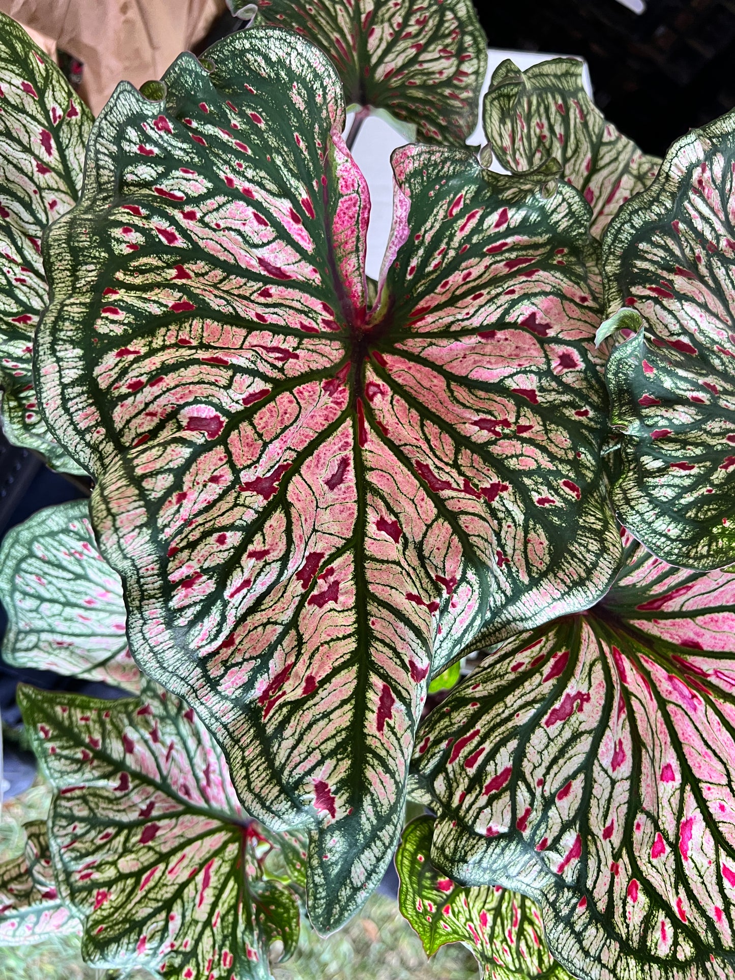 'Spicy Lizard' Caladium – Exotic Foliage with a Twist (2 Bulbs) - Blue Buddha Farm