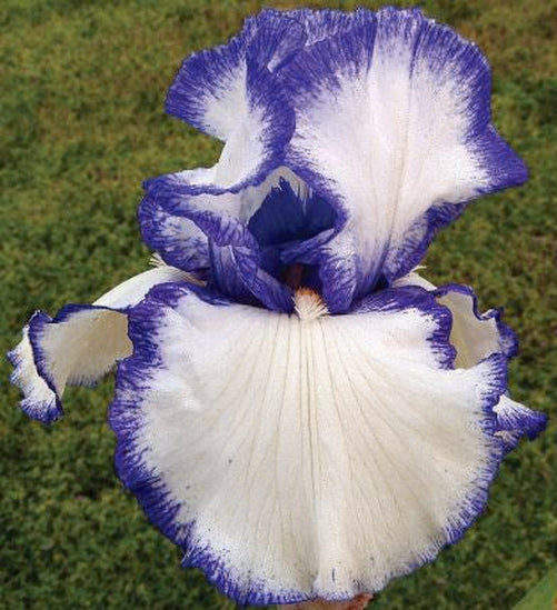 Presby’s Crown Jewel iris with white petals and blue-violet plicata edging, blooming at Blue Buddha Farm