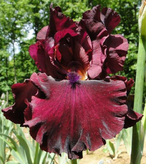 Close-up of Rio Rojo Iris showing rich scarlet tones and ruffled form.