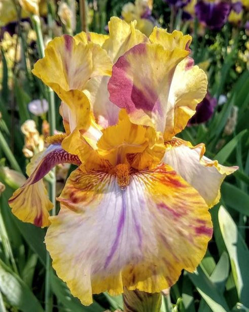 Close-up of Toucan Tango iris showing ruffled falls and golden beards tipped with purple.