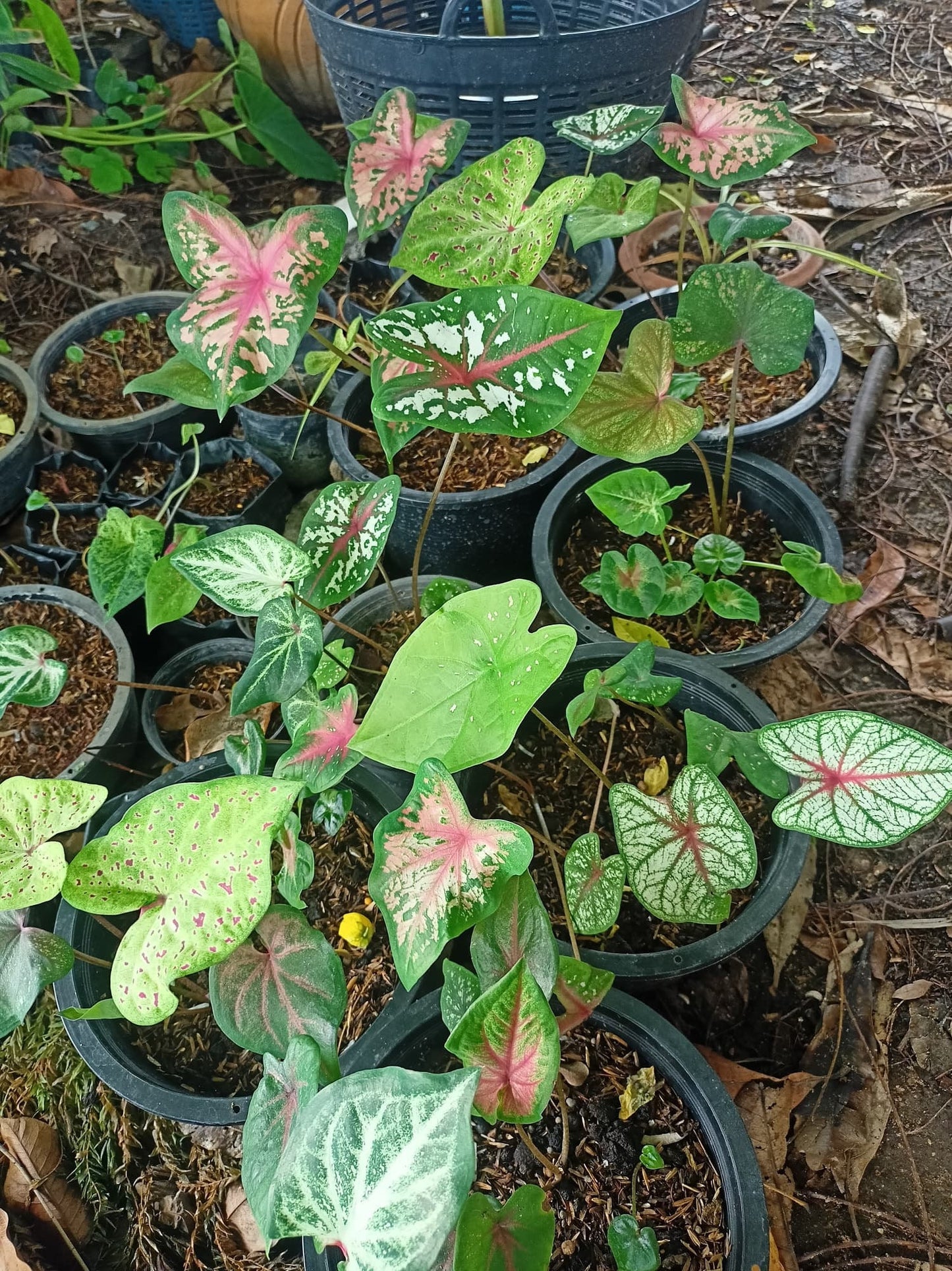 Assorted caladium mix featuring heart-shaped leaves in shades of pink, white, red, and green, ideal for brightening shaded gardens.