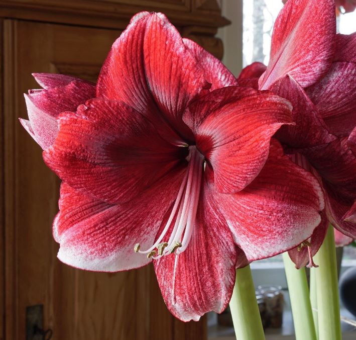 The Art of Growing Amaryllis and Unraveling Legends and Symbolism