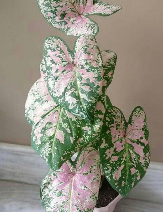 The Beauty of Caladiums