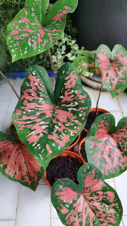 How to Plant and Grow Caladium Bulbs: A Beginner’s Guide
