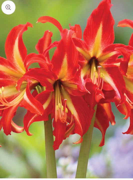 Symphony, Sonatini, or Sonata? Choosing the Perfect Amaryllis for Your Home and Garden