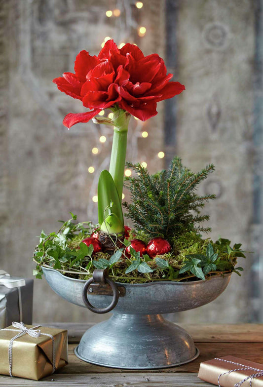 Amaryllis centerpiece decor idea