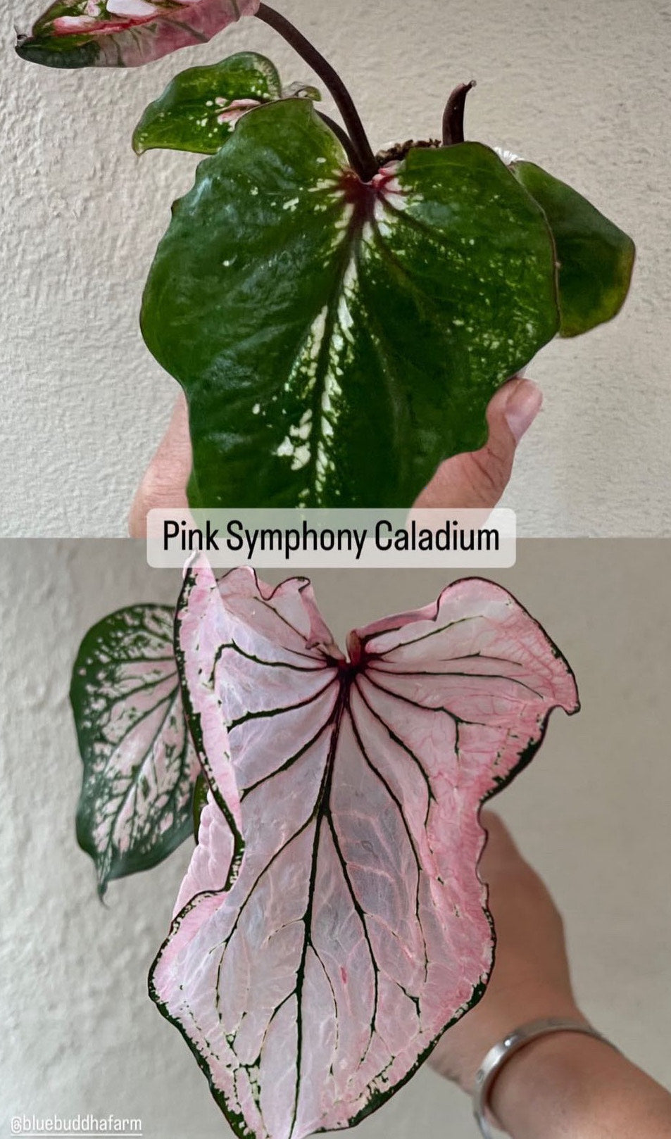 The Pink Symphony caladium as it changes colors from green to transluscent pink