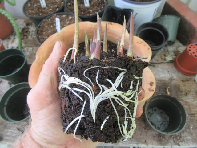 How Long Does It Take for Caladium Bulbs to Sprout?