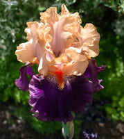 Iris Petalpalooza-Blue Buddha Farm